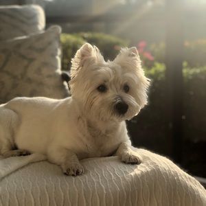 Meet your Posher, Ajay